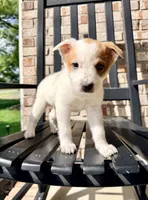 Daisy, a female Australian Cattle Dog for sale in Indianapolis, IN – Photo 3 of 6