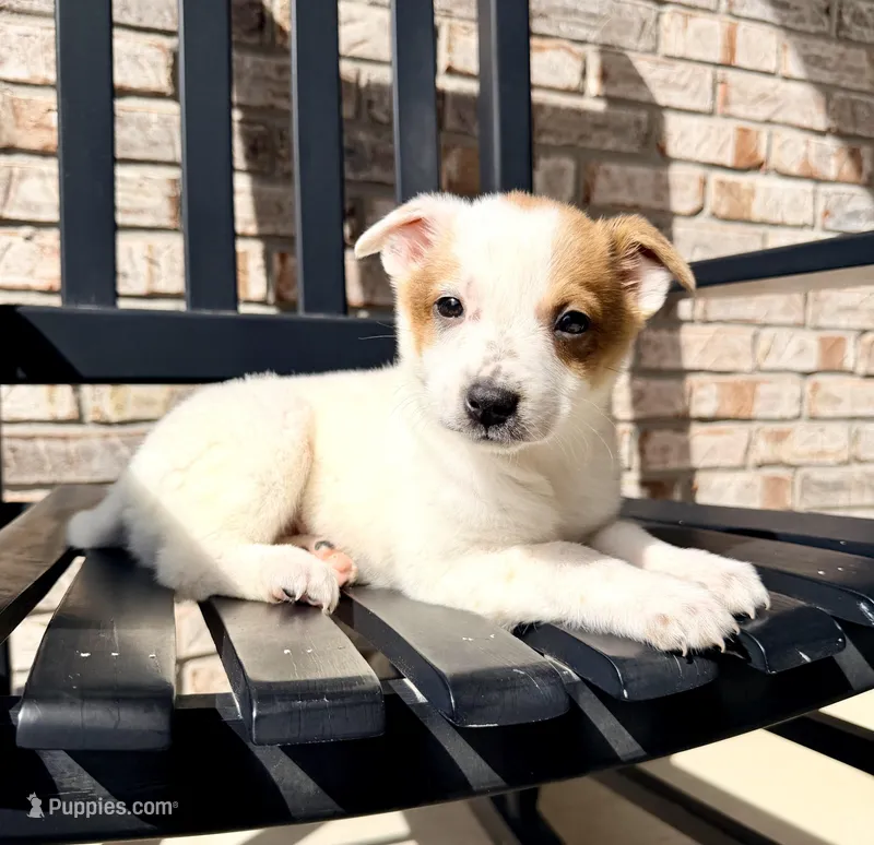Daisy – Australian Cattle Dog puppy for sale in Indianapolis, IN