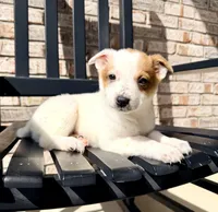Daisy, a female Australian Cattle Dog for sale in Indianapolis, IN – Photo 1 of 6