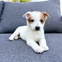 Daisy, a female Australian Cattle Dog for sale in Indianapolis, IN – Photo 6 of 6