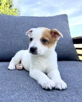 Daisy, a female Australian Cattle Dog for sale in Indianapolis, IN – Photo 5 of 6