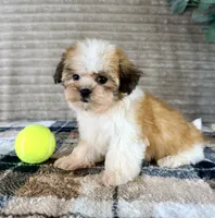 Shock, a female Mal Shi for sale in Indianapolis, IN – 3 of 5