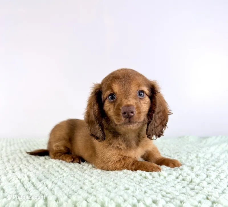 AKC Dexter – Miniature Dachshund puppy for sale in Indianapolis, IN