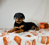 AKC Xena, a female Rottweiler for sale in Indianapolis, IN – 6 of 7