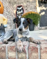 Cash, a male Australian Cattle Dog for sale in Indianapolis, IN – 2 of 5