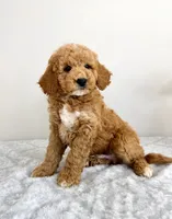 Gunther, a male Miniature Goldendoodle for sale in Indianapolis, IN – 4 of 6