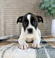 Leonardo, a male Boston Terrier and Rat Terrier for sale in Indianapolis, IN – 4 of 5