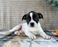Leonardo, a male Boston Terrier and Rat Terrier for sale in Indianapolis, IN – 2 of 5