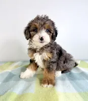 Rex, a male Miniature Bernedoodle for sale in Indianapolis, IN – 2 of 5