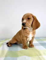 Oakley, a female Pembroke Welsh Corgi and Miniature Dachshund for sale in Indianapolis, IN – 5 of 5