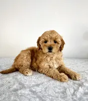 Goldie, a female Miniature Goldendoodle for sale in Indianapolis, IN – 2 of 5