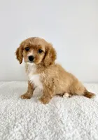 Charlie, a male Cavapoo for sale in Indianapolis, IN – 5 of 5