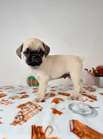 Princeton, a male Pug for sale in Indianapolis, IN – 3 of 5