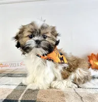 AKC Henry, a male Shih Tzu for sale in Indianapolis, IN – 4 of 5