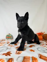 AKC Nova, a female German Shepherd Dog for sale in Indianapolis, IN – 2 of 5