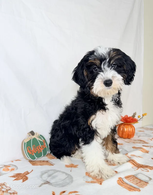 Braxton – Miniature Bernedoodle puppy for sale in Indianapolis, IN