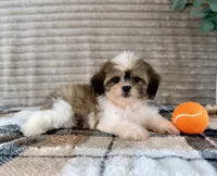 Jack, a male Mal Shi for sale in Indianapolis, IN – 3 of 5