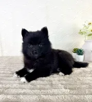 Pepper, a male Pomsky for sale in Indianapolis, IN – 2 of 5