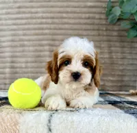 Pearl, a female Cavapoo for sale in Indianapolis, IN – 3 of 5