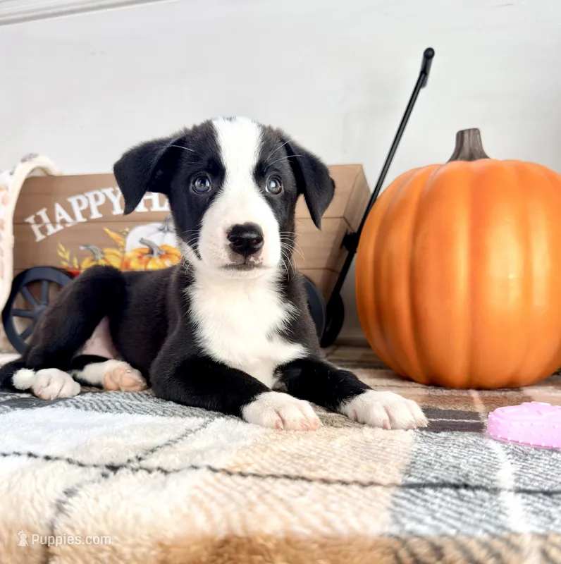 Autumn – Border Collie puppy for sale in Indianapolis, IN
