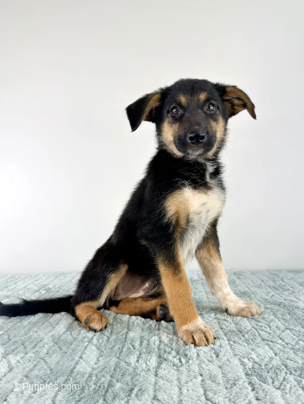 Storm – Australian Cattle Dog, German Shepherd Dog puppy for sale in Indianapolis, IN