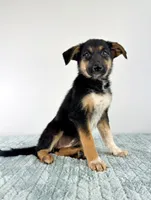 Storm, a female Australian Cattle Dog and German Shepherd Dog for sale in Indianapolis, IN – 1 of 5