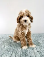 Toffee, a male Cavapoo for sale in Indianapolis, IN – 4 of 5