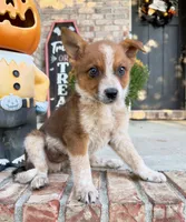 Maverick, a male Australian Cattle Dog for sale in Indianapolis, IN – 3 of 5
