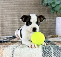April, a female Boston Terrier and Rat Terrier for sale in Indianapolis, IN – 4 of 4