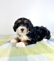 Dolly, a female Miniature Bernedoodle for sale in Indianapolis, IN – 3 of 5