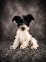AKC Stella, a female Miniature Schnauzer for sale in Indianapolis, IN – 3 of 5