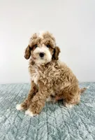 Toffee, a male Cavapoo for sale in Indianapolis, IN – 3 of 5