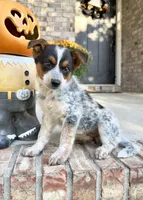 Waylon, a male Australian Cattle Dog for sale in Indianapolis, IN – 2 of 5