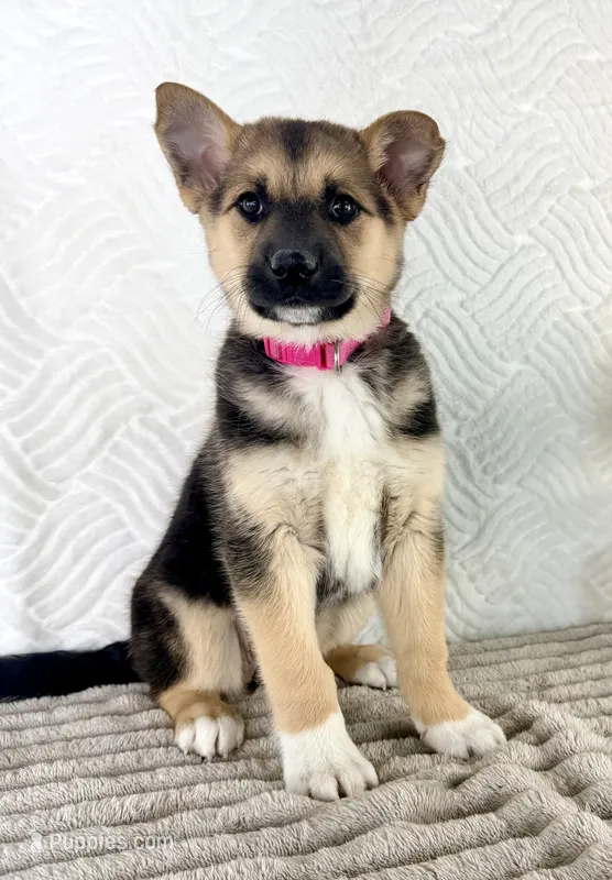 Sadie – German Shepherd Dog, Miniature Australian Shepherd puppy for sale in Indianapolis, IN