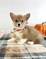 CKC Peni, a female Pembroke Welsh Corgi for sale in Indianapolis, IN – 5 of 5