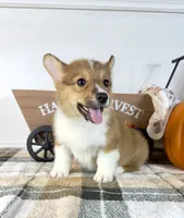 CKC Parker, a male Pembroke Welsh Corgi for sale in Indianapolis, IN – 2 of 4
