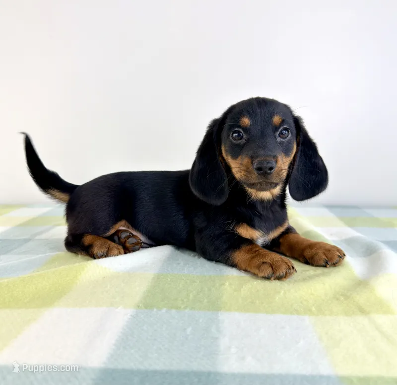 Otis – Pembroke Welsh Corgi, Miniature Dachshund puppy for sale in Indianapolis, IN