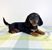 Otis, a male Pembroke Welsh Corgi and Miniature Dachshund for sale in Indianapolis, IN – 1 of 5