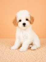 Peaches, a female Cavapoo for sale in Indianapolis, IN – 3 of 5