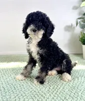 Salem, a female Miniature Bernedoodle for sale in Indianapolis, IN – 4 of 5