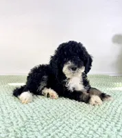 Salem, a female Miniature Bernedoodle for sale in Indianapolis, IN – 2 of 5