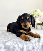 Delilah, a male Miniature Dachshund for sale in Indianapolis, IN – 5 of 6