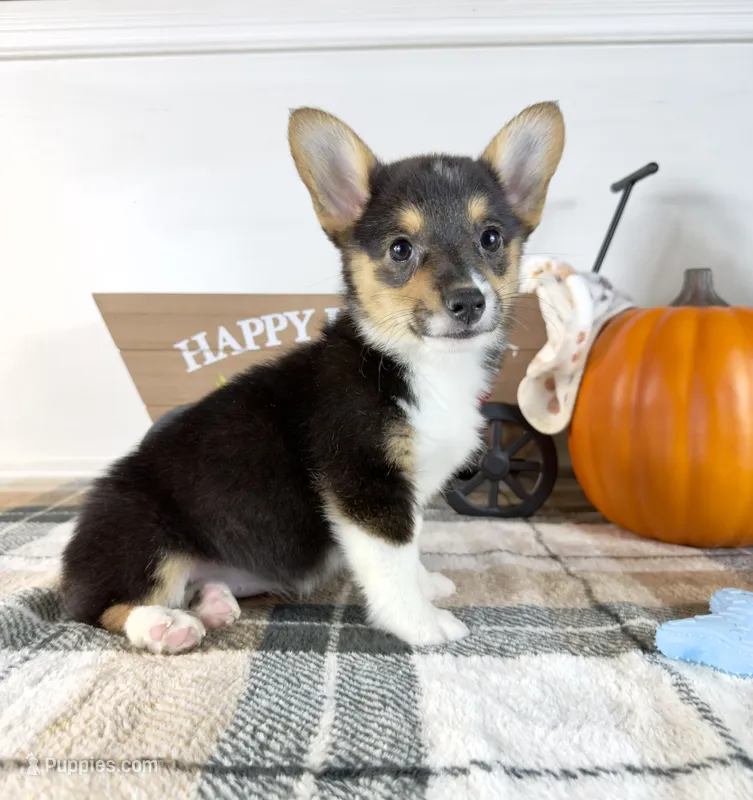 CKC Mae – Pembroke Welsh Corgi puppy for sale in Indianapolis, IN