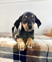 Duke, a male Doberman Pinscher for sale in Indianapolis, IN – 6 of 6