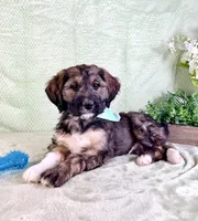 Linus, a male Miniature Bernedoodle for sale in Indianapolis, IN – Photo 4 of 5