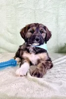 Linus, a male Miniature Bernedoodle for sale in Indianapolis, IN – Photo 2 of 5