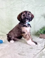 Linus, a male Miniature Bernedoodle for sale in Indianapolis, IN – Photo 5 of 5