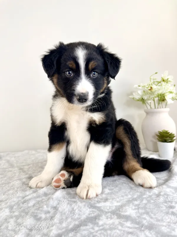 Milo – Australian Shepherd puppy for sale in Indianapolis, IN