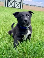 Blue, a male Australian Cattle Dog and German Shepherd Dog for sale in Indianapolis, IN – 3 of 5