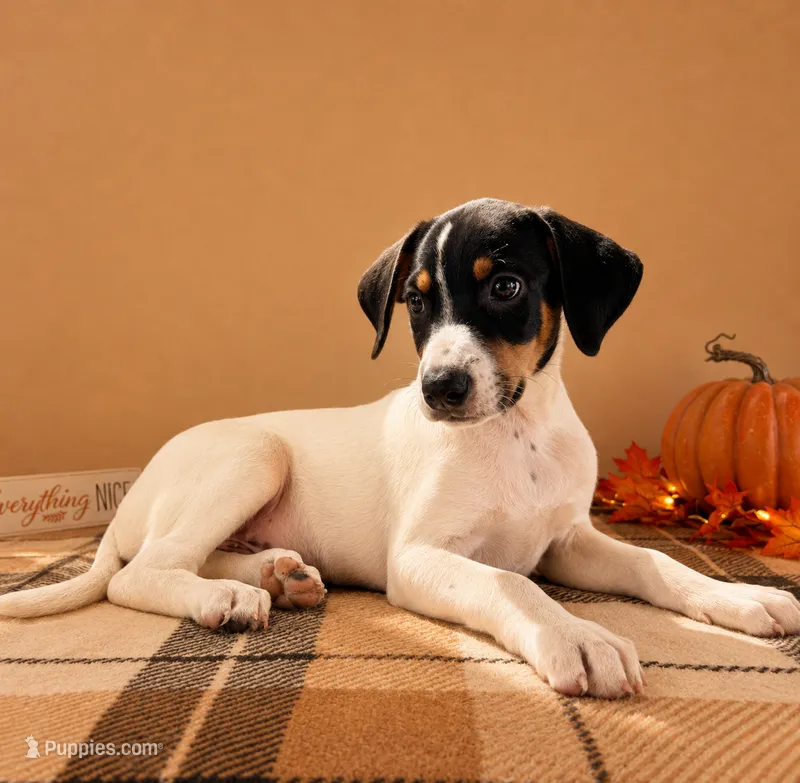Tod – Rat Terrier, Doberman Pinscher puppy for sale in Indianapolis, IN